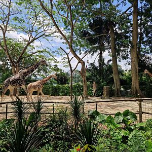 Rotschildt’s Giraffe / Nyala exhibit