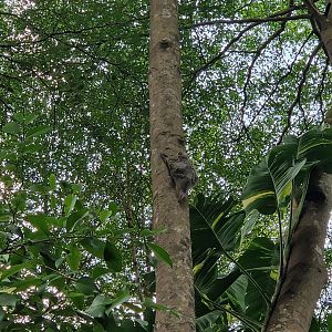 Colugo on a tree
