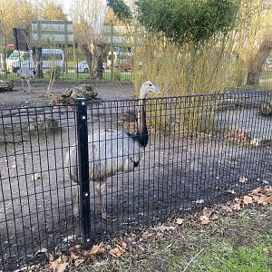 Greater rhea enclosure 260124