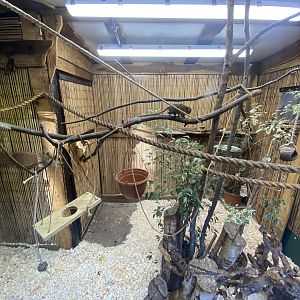 Golden lion tamarin/Pygmy marmoset enclosure 260124