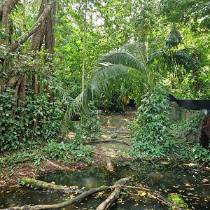 Siamese Crocodile exhibit
