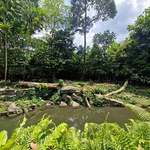 Malayan Tiger exhibit