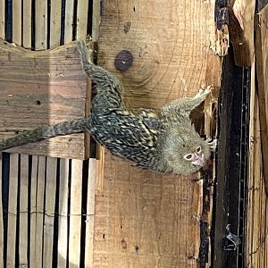 Pygmy marmoset 260124