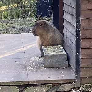 Capybara 260124