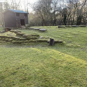 Red-necked wallaby enclosure 260124