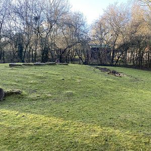 Red-necked wallaby enclosure 260124