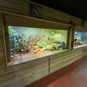 Rio Fuerte beaded lizard exhibit 260124