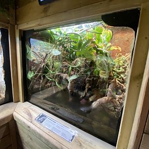 Crocodile lizard exhibit 260124