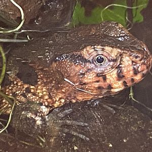 Crocodile lizard 260124