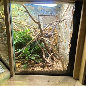 Jamaican boa exhibit 260124