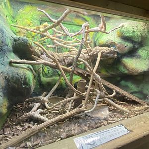 Emerald tree monitor exhibit 260124