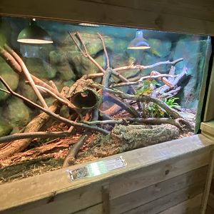 Malagasy tree boa exhibit 260124