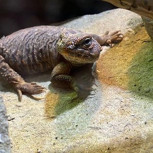 Saharan uromastyx 260124