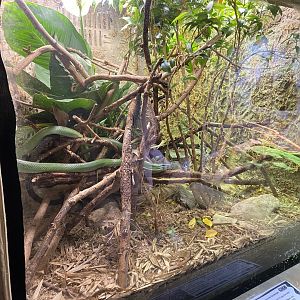 Rhinoceros rat snake exhibit 260124