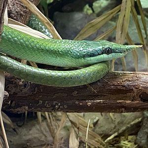 Rhinoceros rat snake 260124