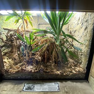 Mangrove snake exhibit 260124