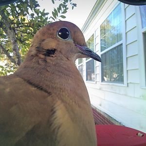 Mourning Dove (Zenaida macroura)