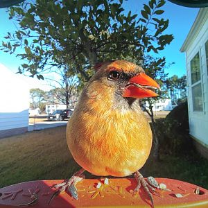 Northern Cardinal (Cardinalis cardinalis)