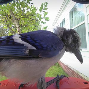 Blue Jay (Cyanocitta cristata)