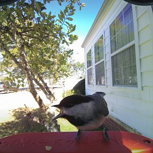 Carolina Chickadee (Poecile carolinensis)
