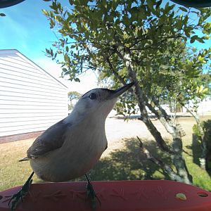 White-Breasted Nuthatch (Sitta carolinensis)