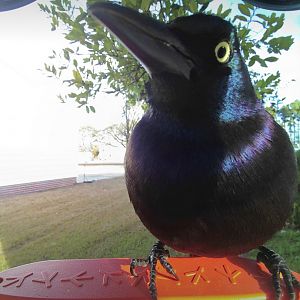 Common Grackle (Quiscalus quiscula)
