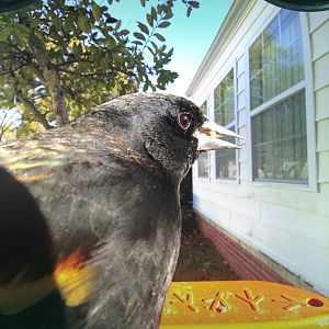 Red-Winged Blackbird (Agelaius phoeniceus)