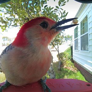 Red-Bellied Woodpecker (Melanerpes carolinus)