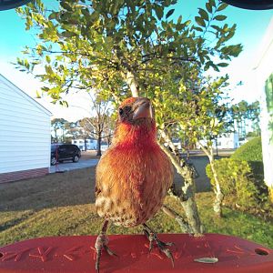 House Finch (Haemorhous mexicanus)