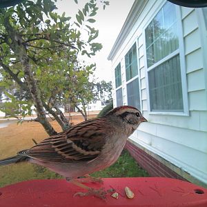 Chipping Sparrow (Spizella passerina)