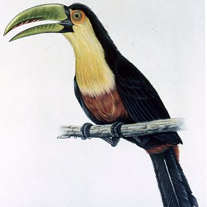 Red Breasted Toucan Sign