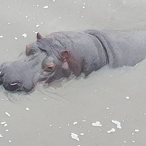 Common Hippo