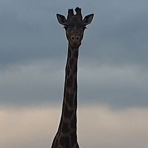 Rothschilds Giraffe