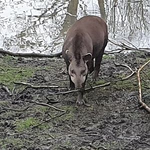 Lowland Tapir