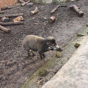 Visayan Warty Pig