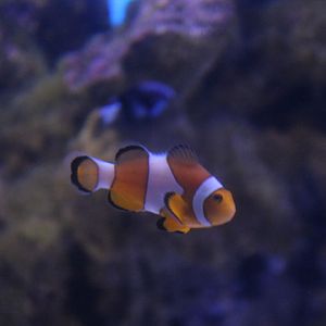 Ocellaris clownfish (Amphiprion ocellaris)