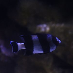 Four stripe damselfish (Dascyllus melanurus)