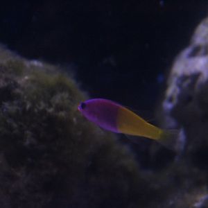 Royal dottyback (Pictichromis paccagnellorum)