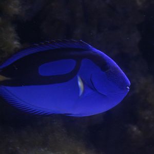 Pacific regal blue tang (Paracanthurus hepatus)