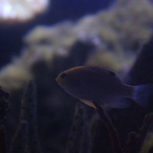 Bowtie damselfish (Neoglyphidodon melas)