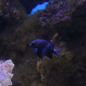 Whitetail dascyllus (Dascyllus aruanus)