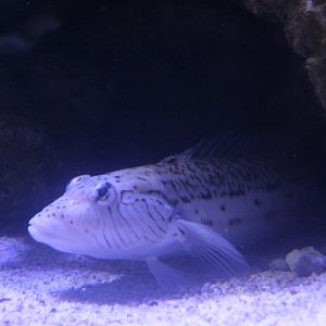 Speckled sandperch (Parapercis hexophtalma)