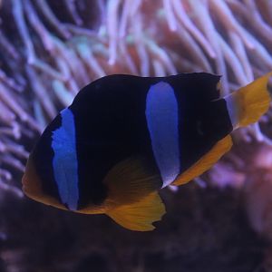 Clark's anemonefish (Amphiprion clarkii)