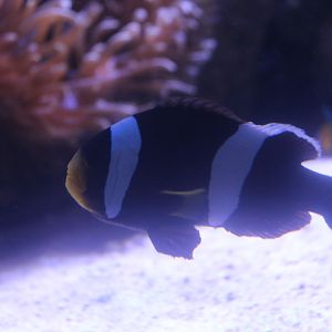Saddleback clownfish (Amphiprion polymnus)