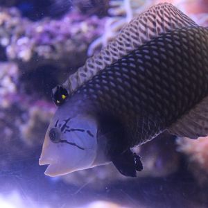 Rockmover wrasse (Novaculichthys taeniourus)