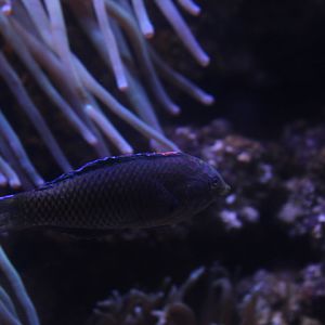 Ornate leopard wrasse (Macropharyngodon ornatus)