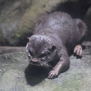 Asian small-clawed otter (Aonyx cinereus)