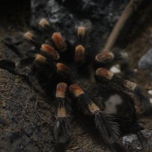 Mexican redknee tarantula (Brachypelma smithi)