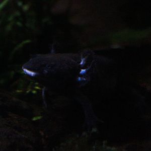 Axolotl (Ambystoma mexicanum)