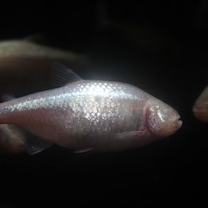 Blind cave fish (Astyanax mexicanus)